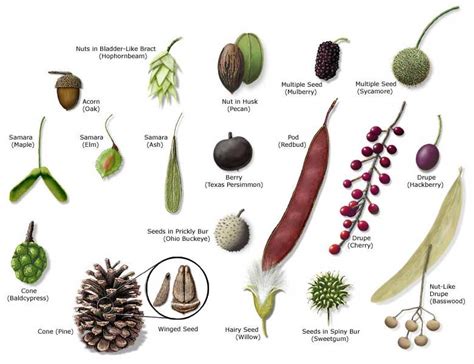 types of seeds | Tree identification, Texas trees, Leaf identification