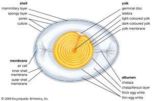 Egg | biology | Britannica.com