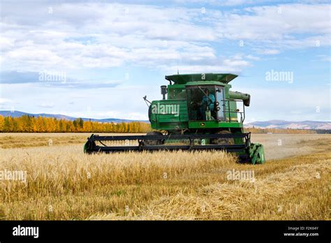 Farmer operating John Deere 7720 combine harvesting mature barley field ...