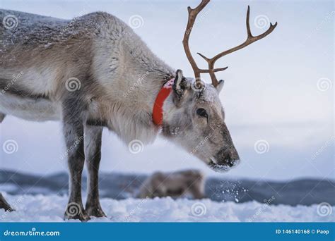 Reindeer with a Massive Antlers Stock Photo - Image of massive, animal ...