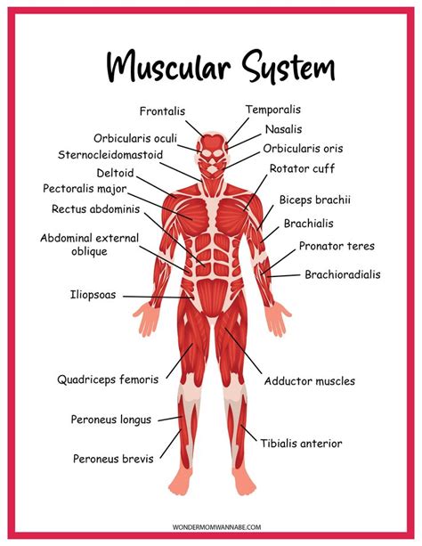 Muscular System Activity Set | Muscular system, Muscular system ...