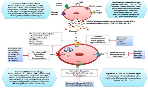 Frontiers | The Role of Histamine and Histamine Receptors in Mast Cell ...