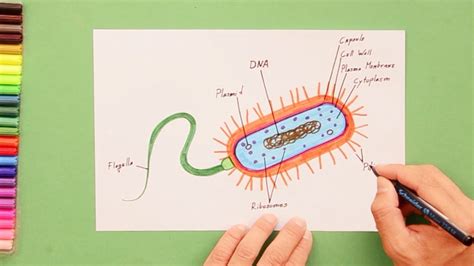 Draw Bacteria