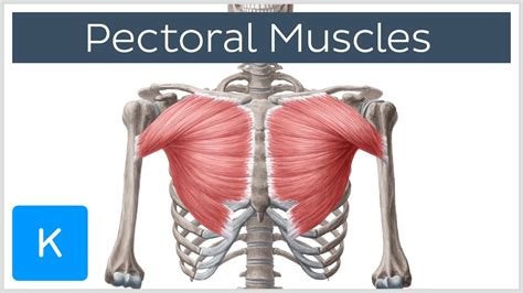 Male Chest Muscles Anatomy / Collection Rigged - Male and Female ...