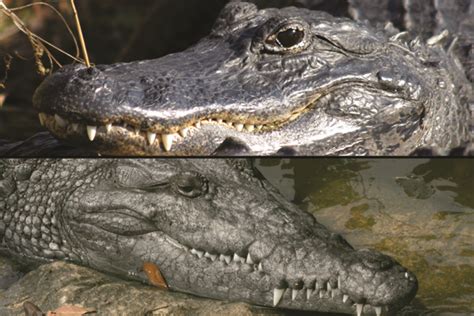 How are alligators and crocodiles different? | Live Science