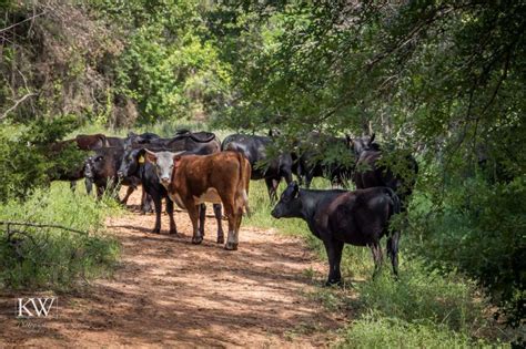 Hiking LBJ National Grasslands – McGee Travel Tales