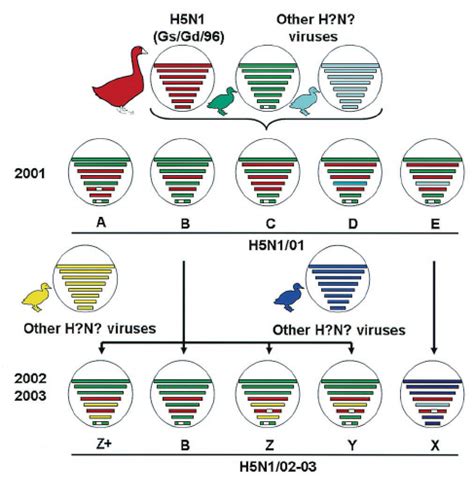 The derivation of H5N1 reassortants in the years 2000 through 2003 ...