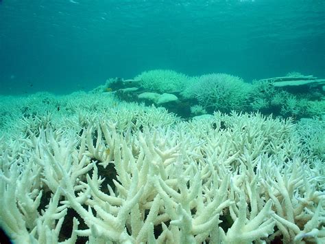 More Than A Third Of The Coral Is Dead In Parts Of The Great Barrier ...