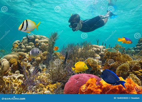 Caribbean Sea Colorful Coral Reef Snorkeling Stock Image - Image of ...