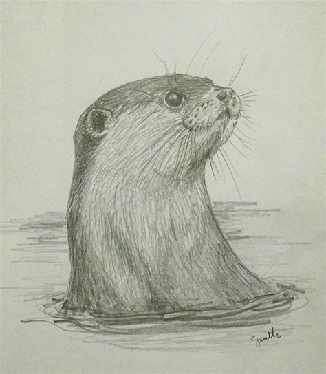 North American River Otter in pencil | Realistic animal drawings, Otter ...