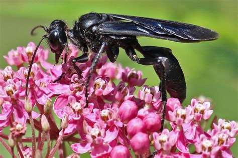 Great Black Wasp: Helpful Information, Sting & How to Get Rid Of Them ...