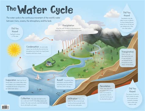 The Water Cycle Chart - Australian Teaching Aids Educational Resources ...