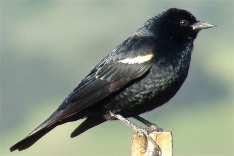 TRICOLORED BLACKBIRD (Agelaius tricolor) | Flickr - Photo Sharing!