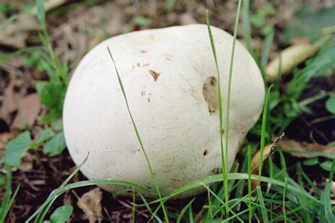 Minnesota Seasons - Giant Puffball