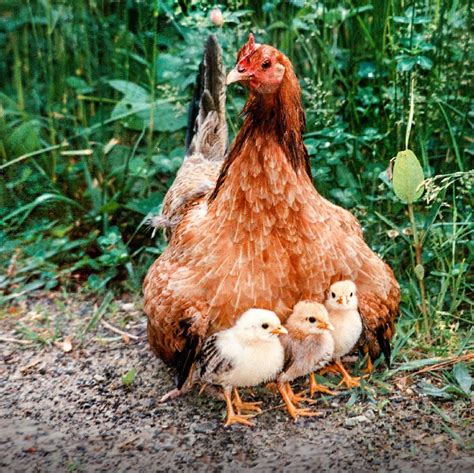 ¿Qué aprendemos de las aves? — BIBLIOTECA EN LÍNEA Watchtower | Baby ...