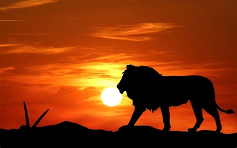 Lion Sunset Silhouette Free Stock Photo - Public Domain Pictures