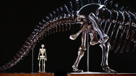 Brontosaurus rear end | Human skeleton, Brontosaurus, Skeleton