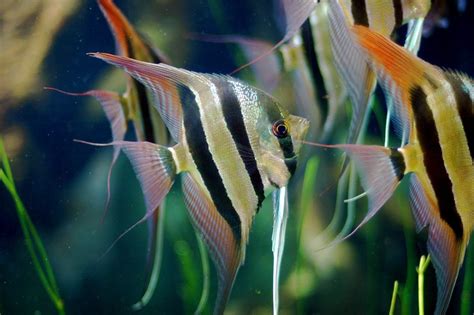 Freshwater Angelfish Care, Tank Mates, and FAQ - PetHelpful