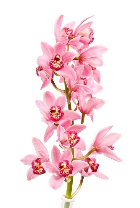 Cymbidium Orchid, Light Pink - Jacksonville Flower Market