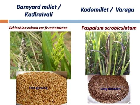 Agronomic Crops Classification - Agriculture | PPT | Free Download