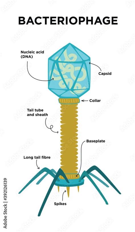 Bacteriophage Structure Labeled