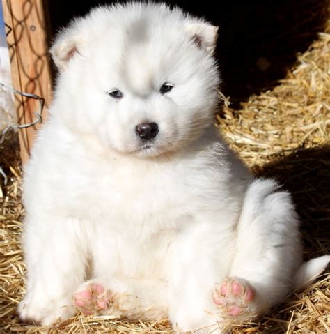 Beautiful White Alaskan Malamute Puppies Photos | Cute Puppy Images ...