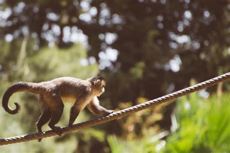 Walking Monkey Stock Photos, Pictures & Royalty-Free Images - iStock