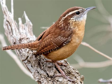 Carolina Wren - NestWatch