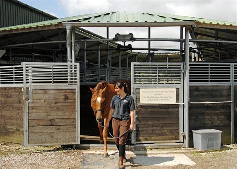 HorseWalker (a) – The British Thoroughbred Retraining Centre (BTRC)