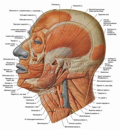 Human Muscle Anatomy Head