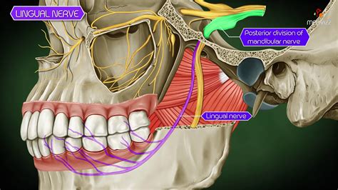 Floor Of Mouth Anatomy Lingual Nerve | Review Home Co