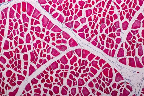 Learn about the Structure of Striated Muscle Tissue