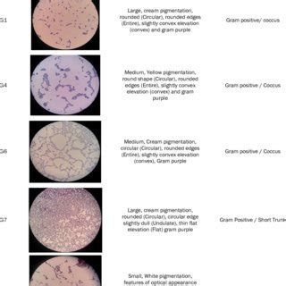 Results of Gram staining of protease enzyme bacteria which have the ...