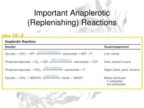 PPT - Anaplerotic Reactions PowerPoint Presentation - ID:6413028