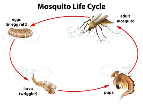 Mosquito Life Cycle Vector Art, Icons, and Graphics for Free Download