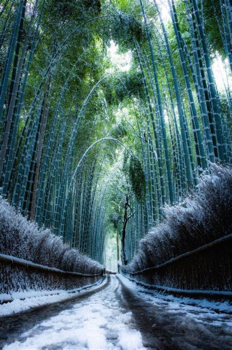 Arashiyama Bamboo Forest in winter 🌨 . Also known as Sagano Bamboo ...