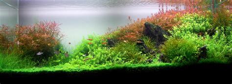 Planted Aquarium Wallpapers? - The Planted Tank Forum