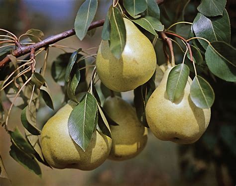 Pear | Description, Uses, & Types | Britannica