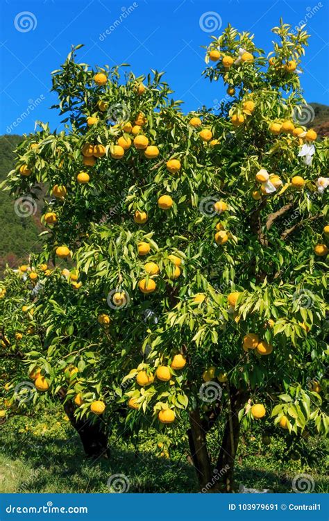 Yuzu on the tree stock image. Image of japanese, kitoh - 103979691