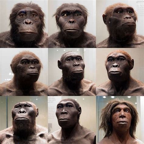 Human, Ancient humans, Hominid