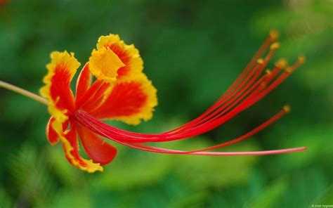 a red and yellow flower with green leaves in the background