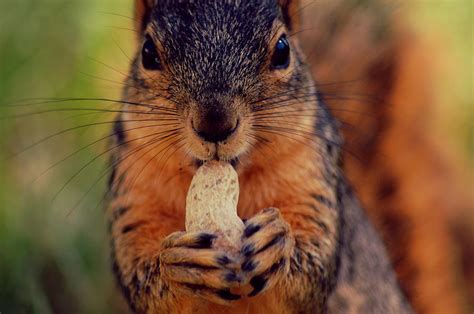 Nut Eating Squirrel Photograph by Daniel Martinez - Fine Art America