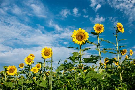 Must-See Sunflower Fields Are Now Blooming in Montgomery County ...