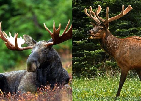 Elk Vs Moose - widerwild.com