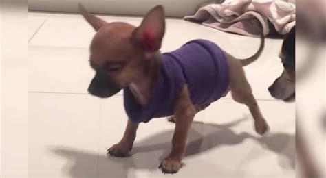 Dancing Teacup Chihuahua Not Actually Dancing