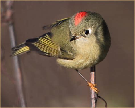 Ruby-crowned Kinglet - eBirdr