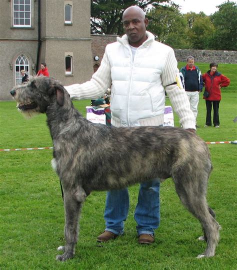 Irish Wolfhouond | Huge dogs, Big dogs, Irish wolfhound