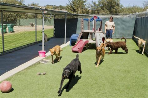 Top 10 Reasons for Dog Boarding | Canine Country Club