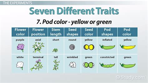 Gregor Mendel Pea Plant Experiment Pdf