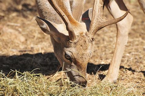 Persian Fallow Deer Photograph by Photostock-israel